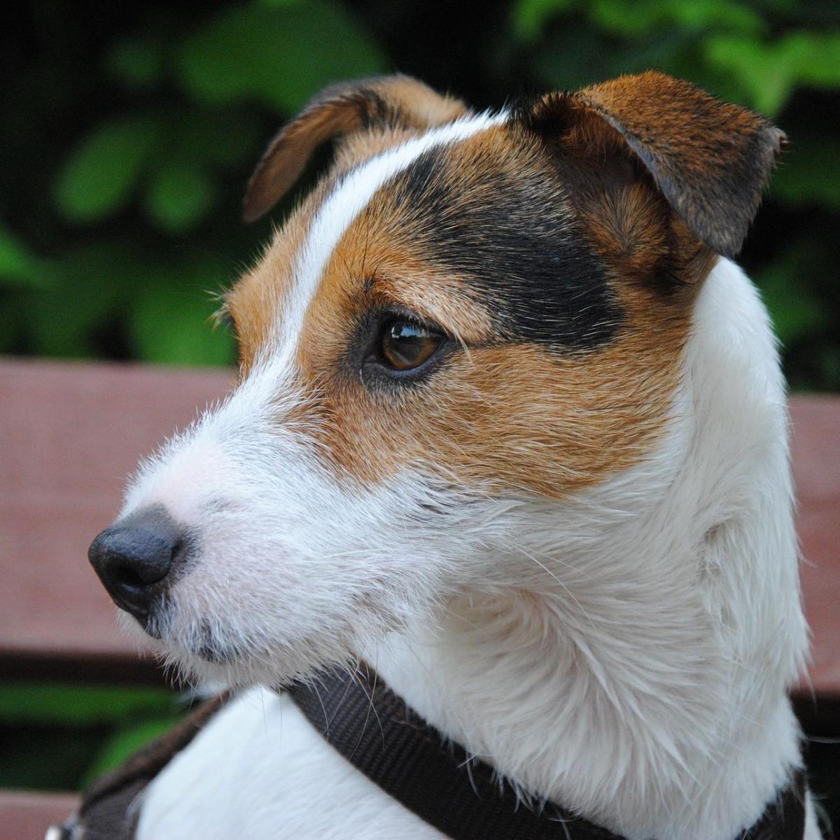Chien sourd - Causes, symptômes et solution