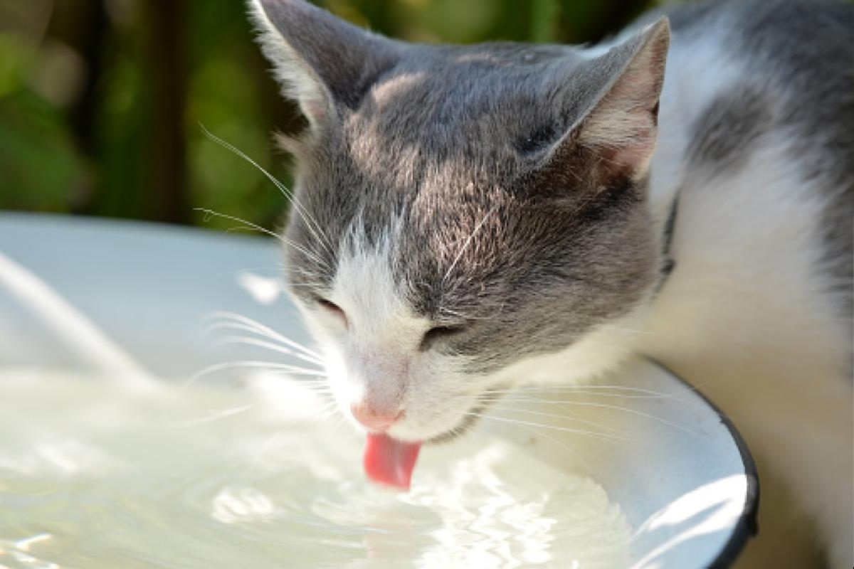 Comment Rafraîchir Un Chat