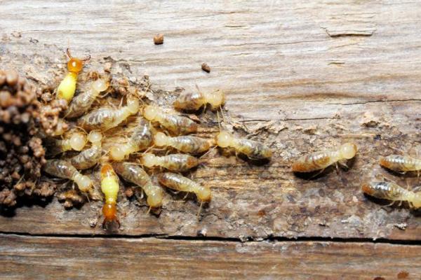 Insectes qui mangent du bois