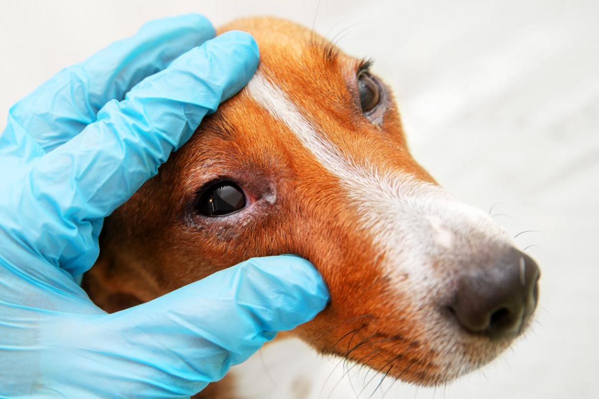 Ciclosporine pour chien - Posologie, utilisations et effets secondaires