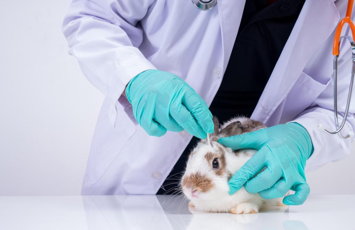 Cataracte du lapin - Symptômes, causes et traitement