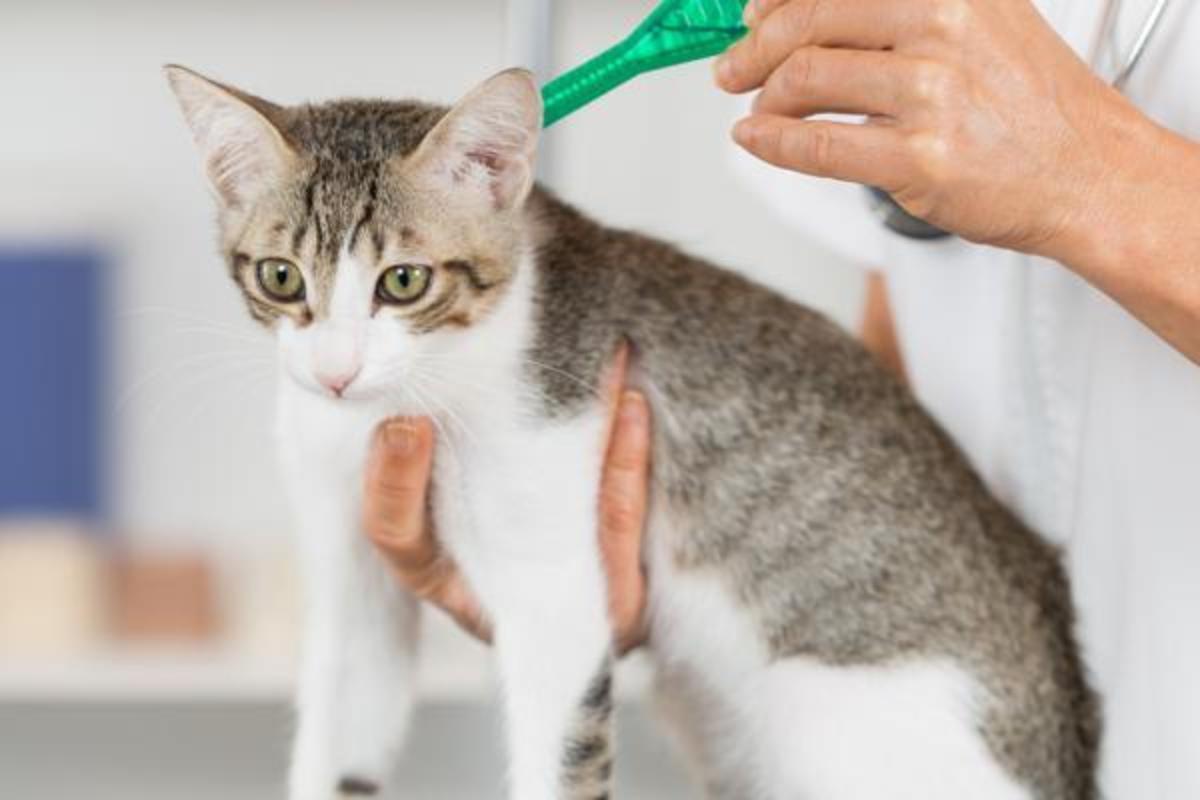Broadline pour chat : tous les combien, administration et danger