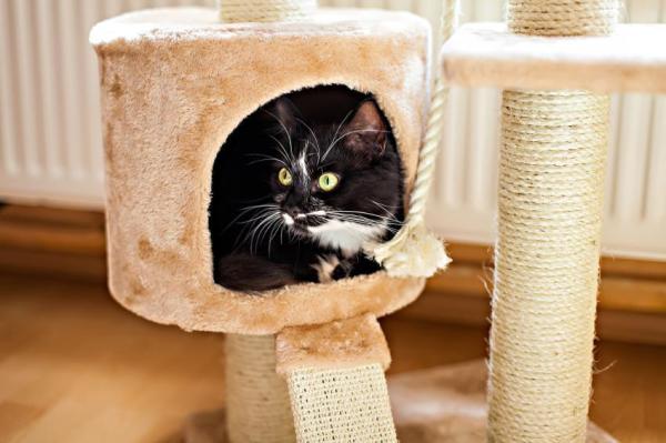 Comment habituer un chat à un chien - Comment habituer un chat à un chien
