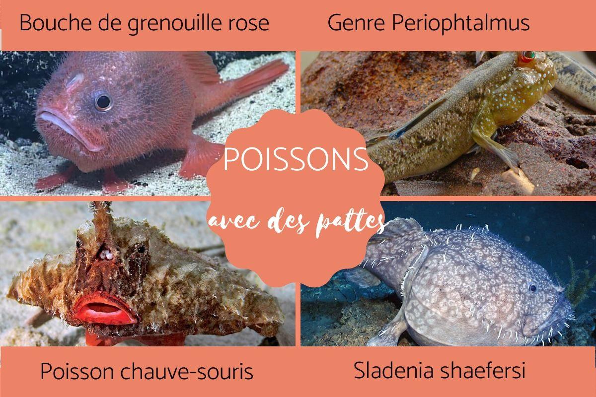 Poisson avec des pattes - Noms et photos