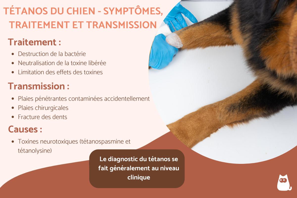 Tétanos du chien - Symptômes, traitement et transmission