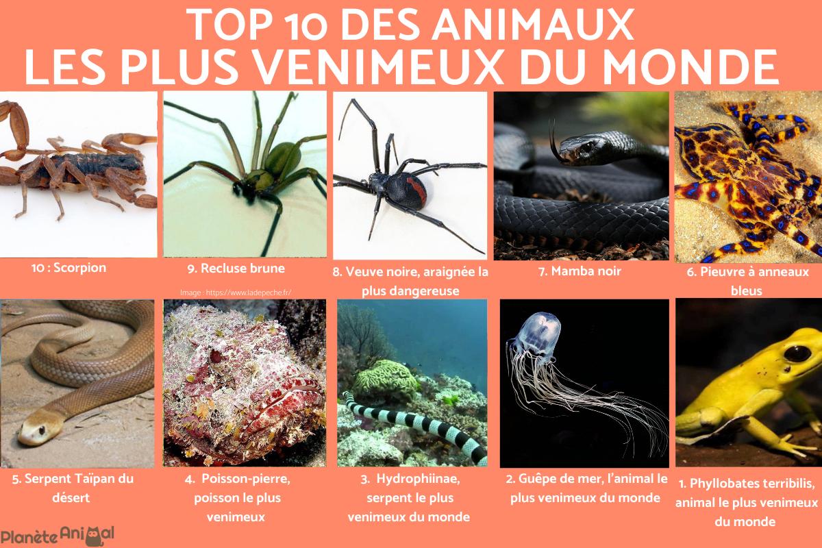 Les 10 animaux les plus venimeux