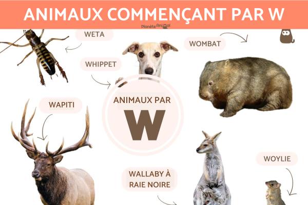 Animaux commençant par W