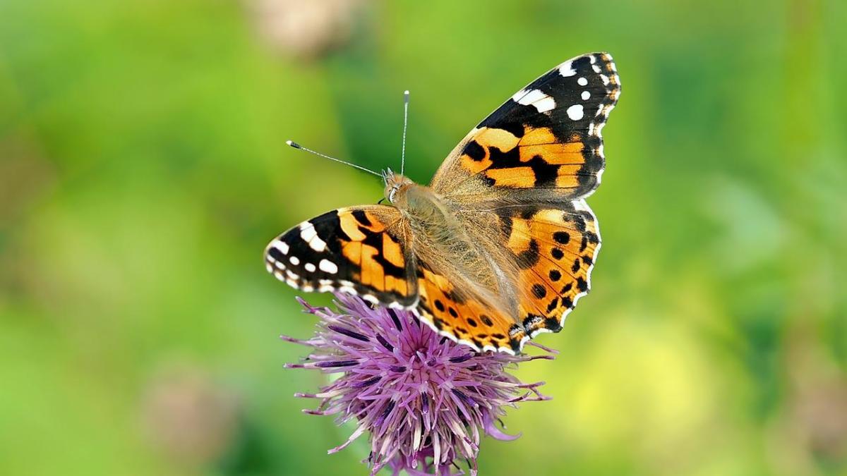 Comment respirent les insectes ?