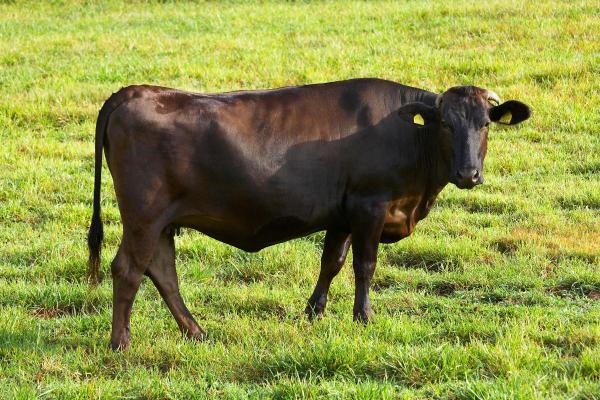 Animaux commençant par W - Wagyu (Bos taurus)