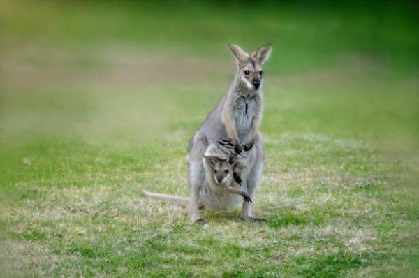 Animaux commençant par W - Wallaby à raie noire (Macropus dorsalis)