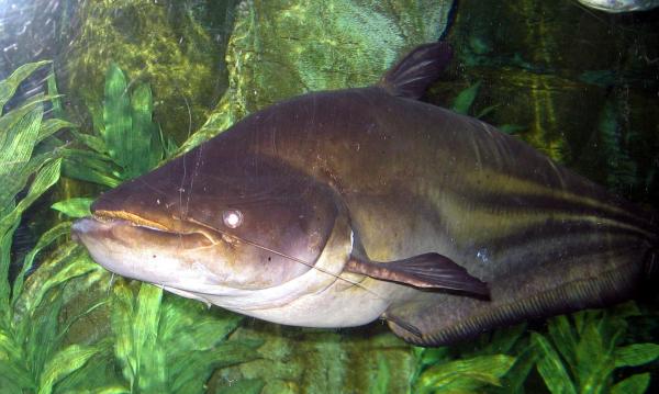 Animaux commençant par W - Wallago (Wallago attu)