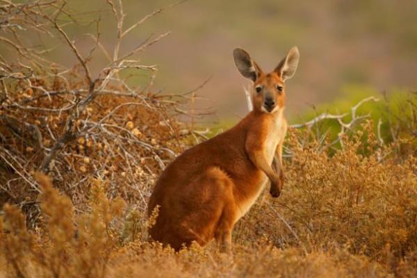 Animaux commençant par W - Wallaroo (Osphranter robustus)
