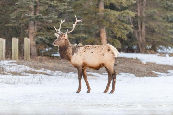 Animaux commençant par W - Wapiti (Cervus canadensis)