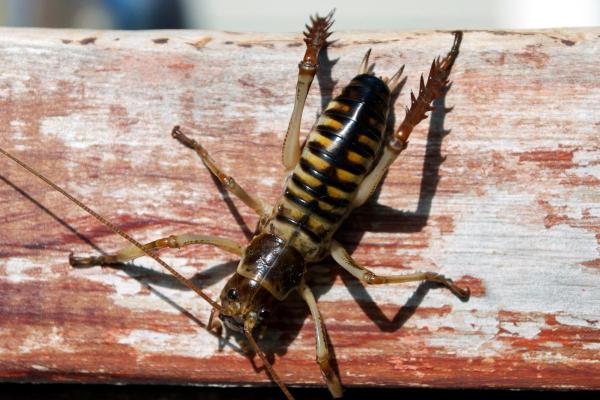 Animaux commençant par W - Wetas (familles Stenopelmatidae et Rhapidophoridae)