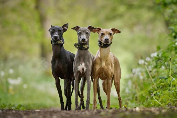 Animaux commençant par W - Whippet
