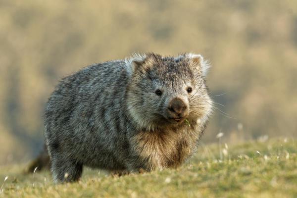 Animaux commençant par W - Wombat (Vombatus ursinus)