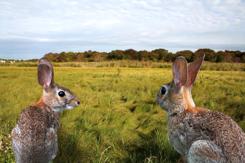 Le lapin estil un RONGEUR ? Vrai ou FAUX
