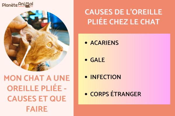 Mon chat a une oreille pliée - Causes et que faire