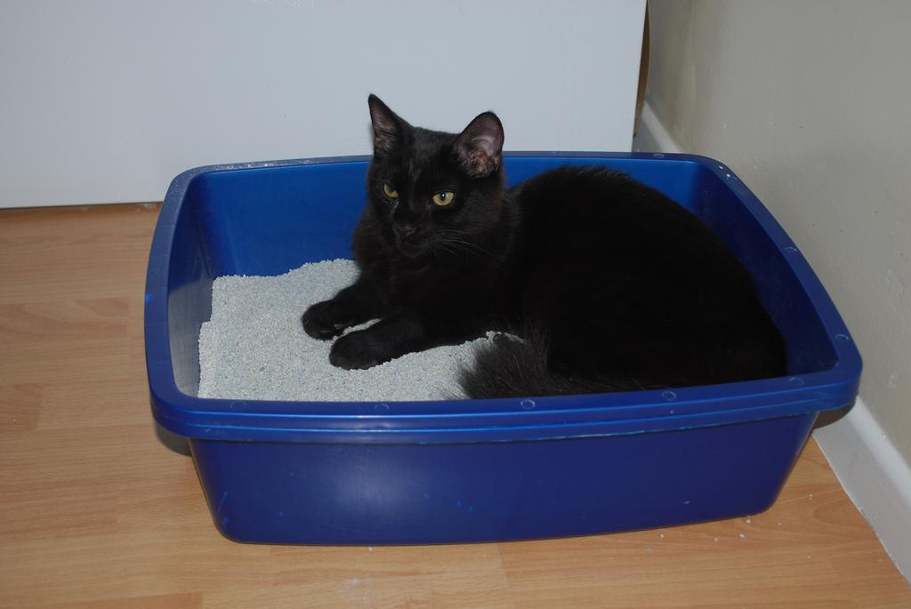 Pourquoi mon chat dort dans sa litière ? Causes et solutions