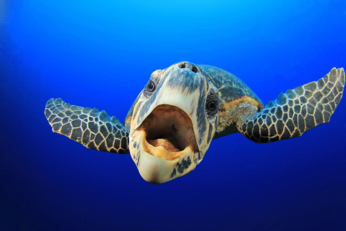 Les tortues ont-elles des dents ?