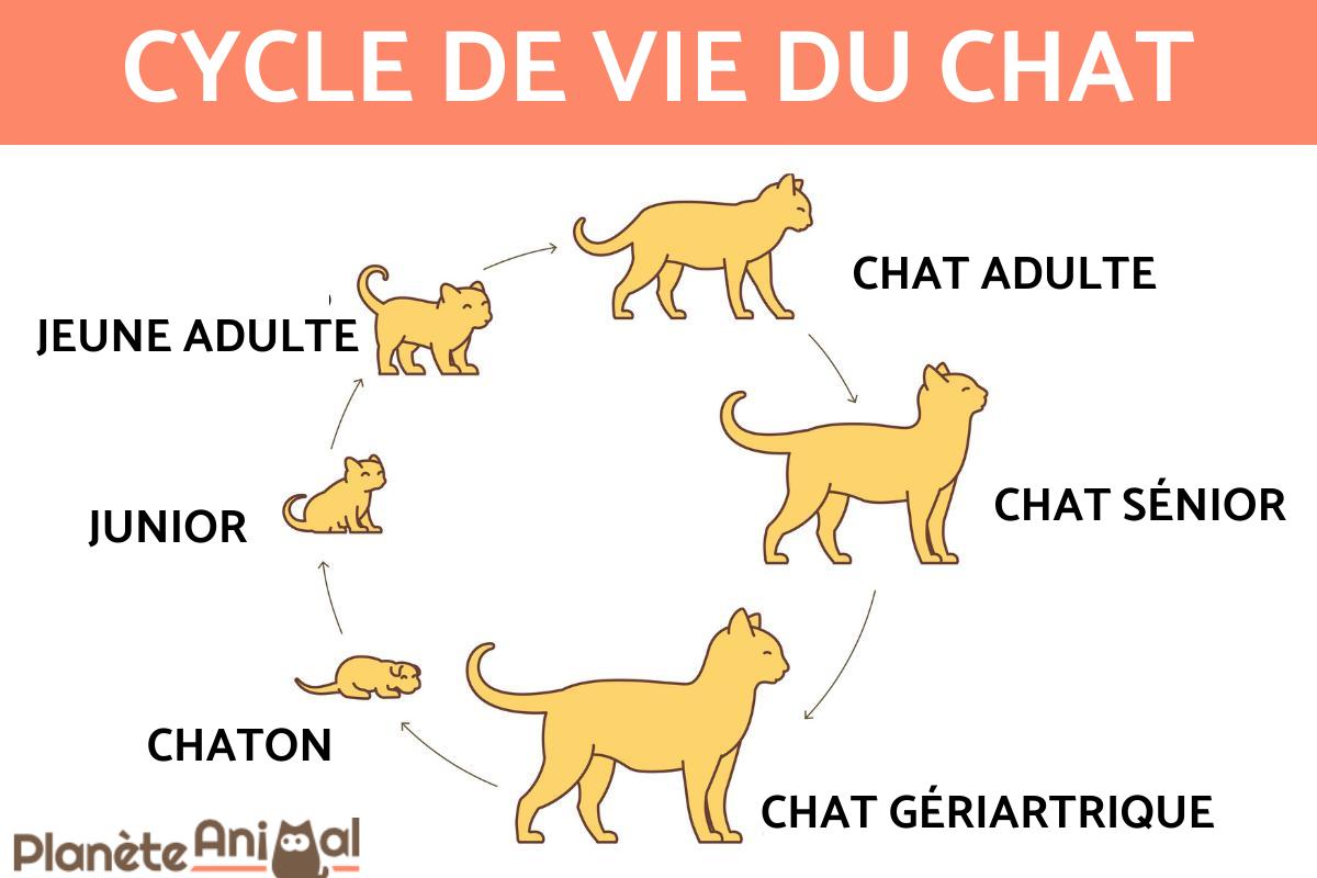 Cycle de vie du chat