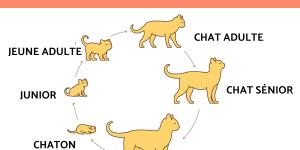 Cycle de vie du chat