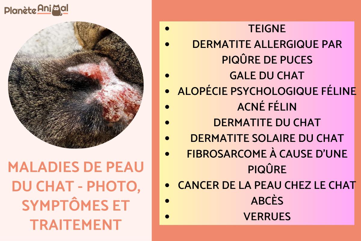 Maladies de peau du chat - Photo, Symptômes et Traitement