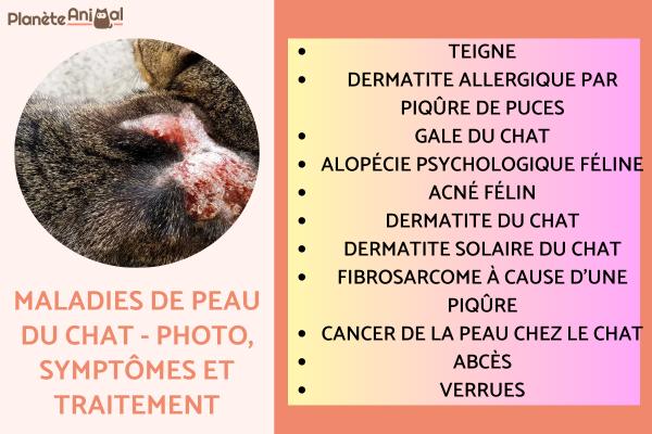 Maladies de peau du chat - Photo, Symptômes et Traitement