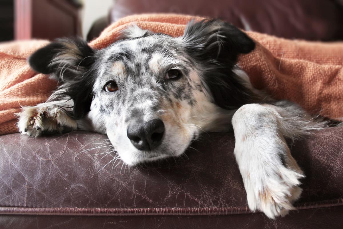 5 avantages d'adopter un chien adulte