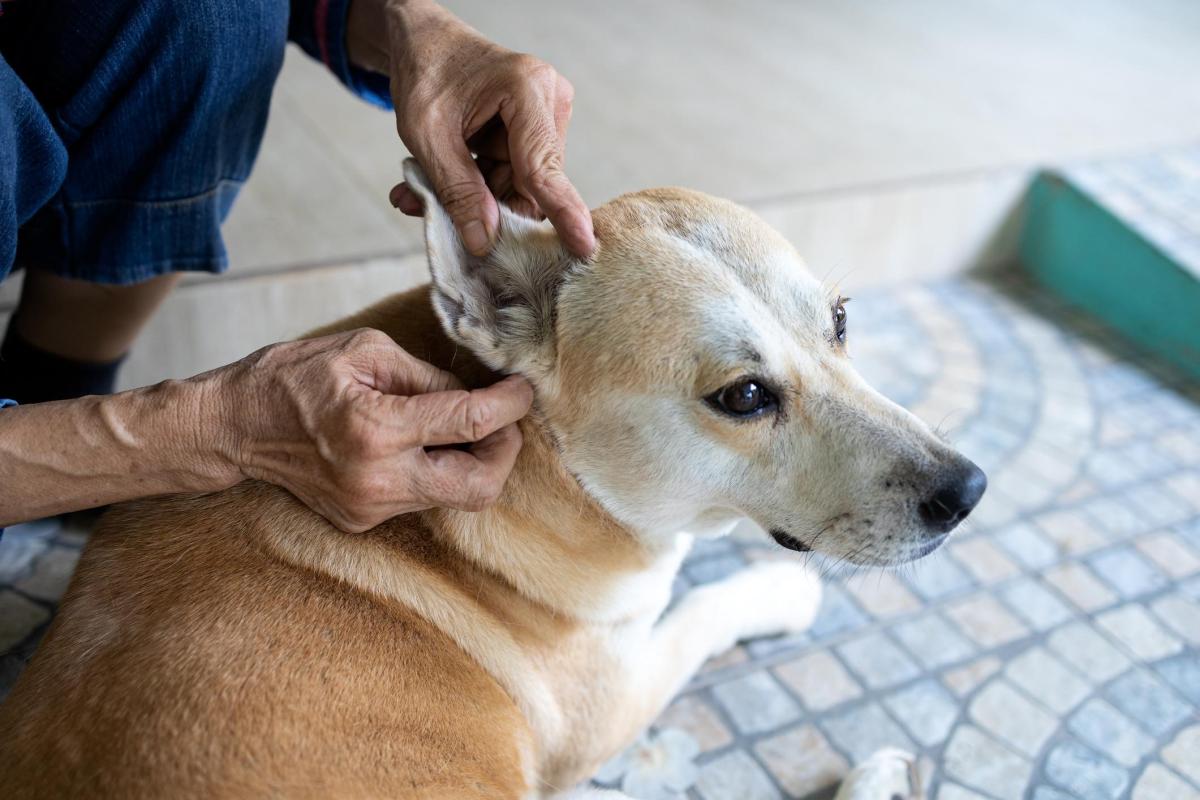 Boule à l'oreille du chien - Causes et traitements