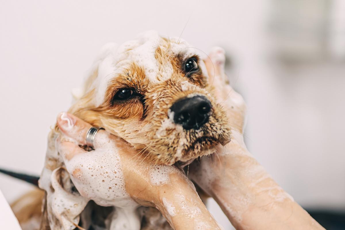 Peuton laver un chien avec un shampoing pour humain ? NON
