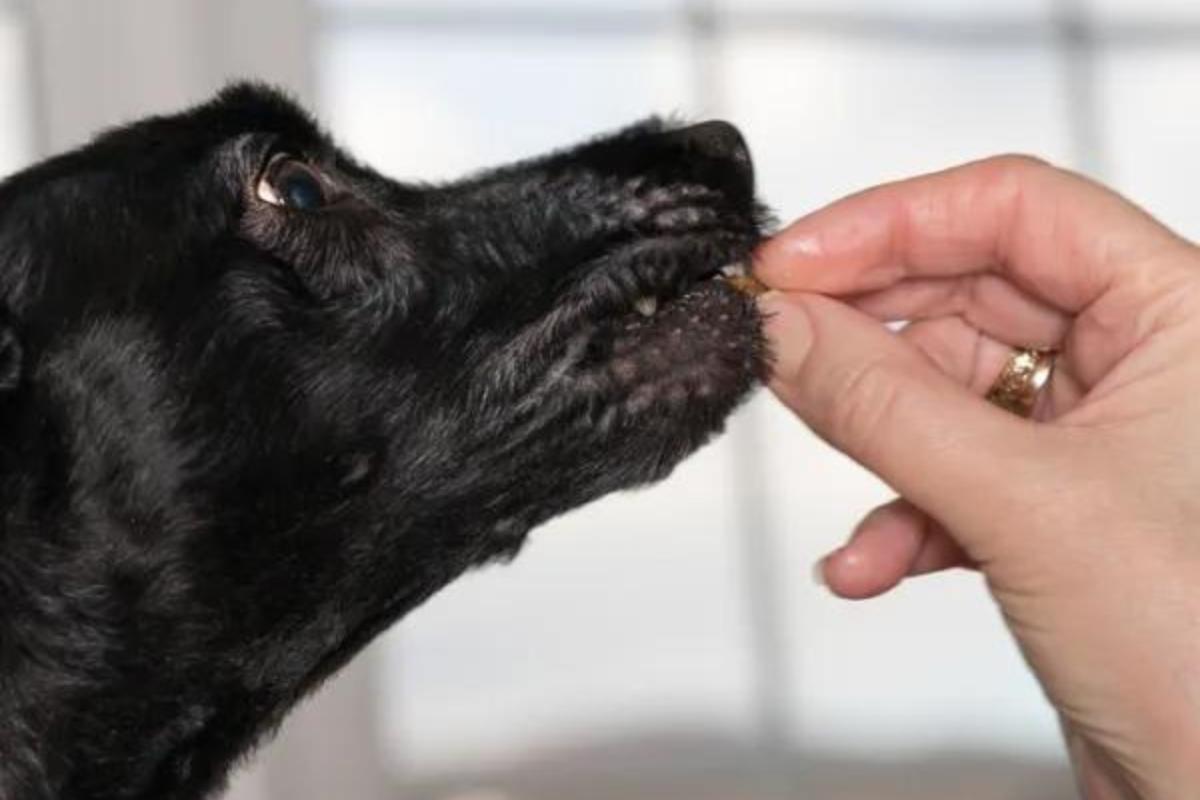 Previcox pour chien - Effets secondaires, posologie et utilisation