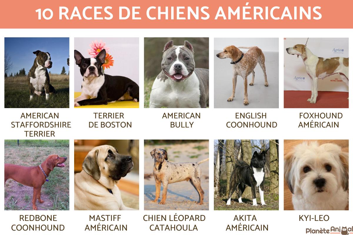 Races de chiens américains