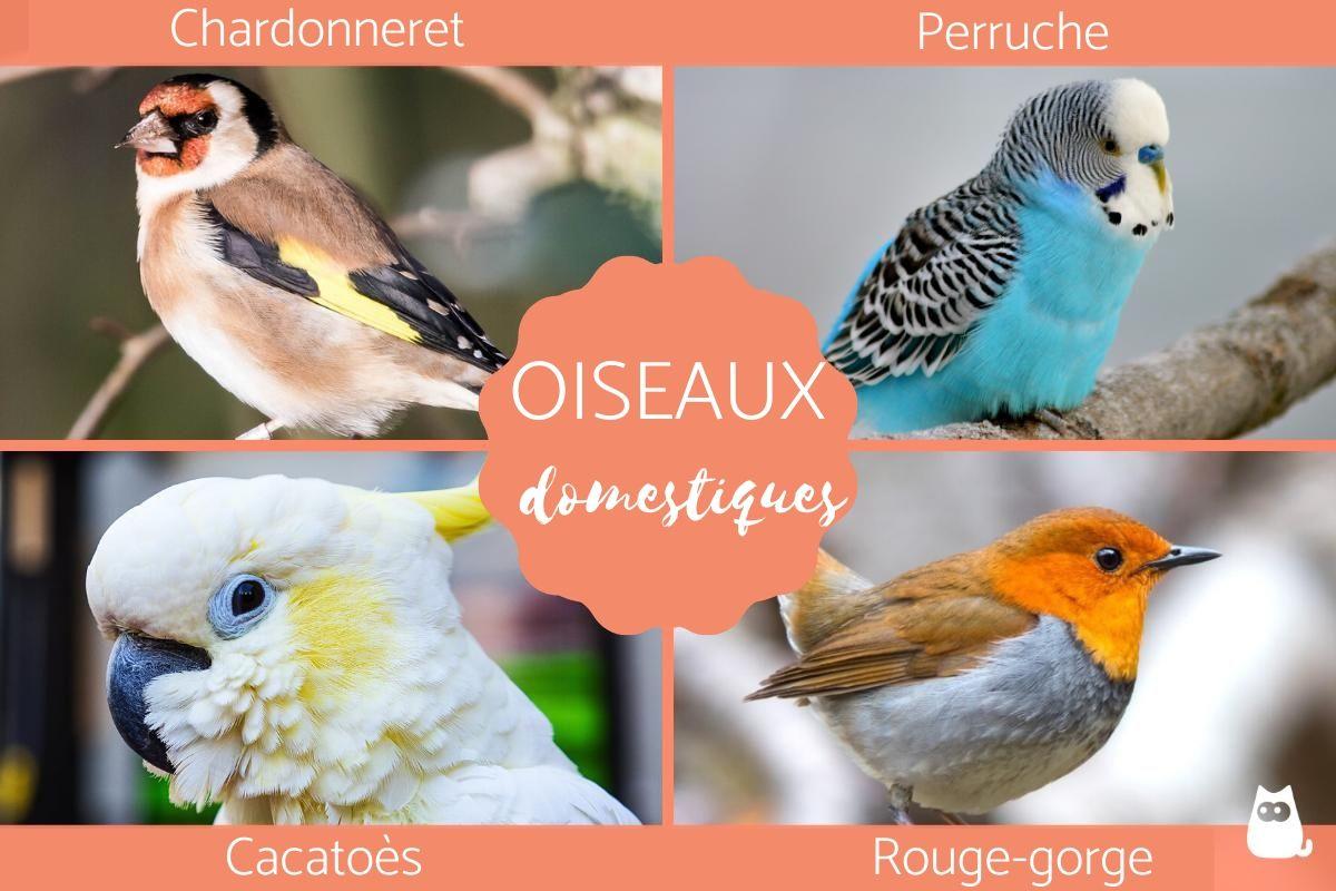 Oiseau domestique - Race, noms et photos