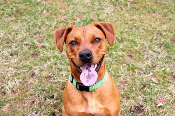 Conseils pour éviter que votre chien ne mange dans la rue - Répondre aux besoins de votre chien