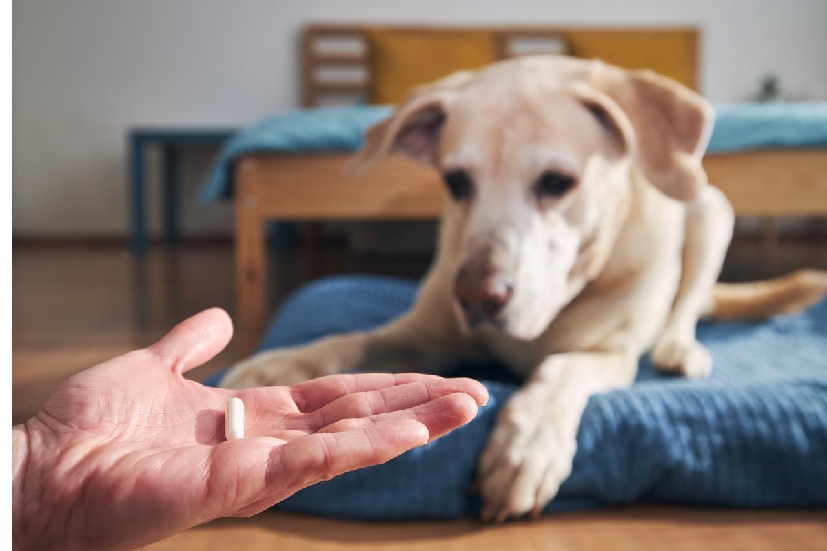 Traitement pour l'incontinence urinaire du chien