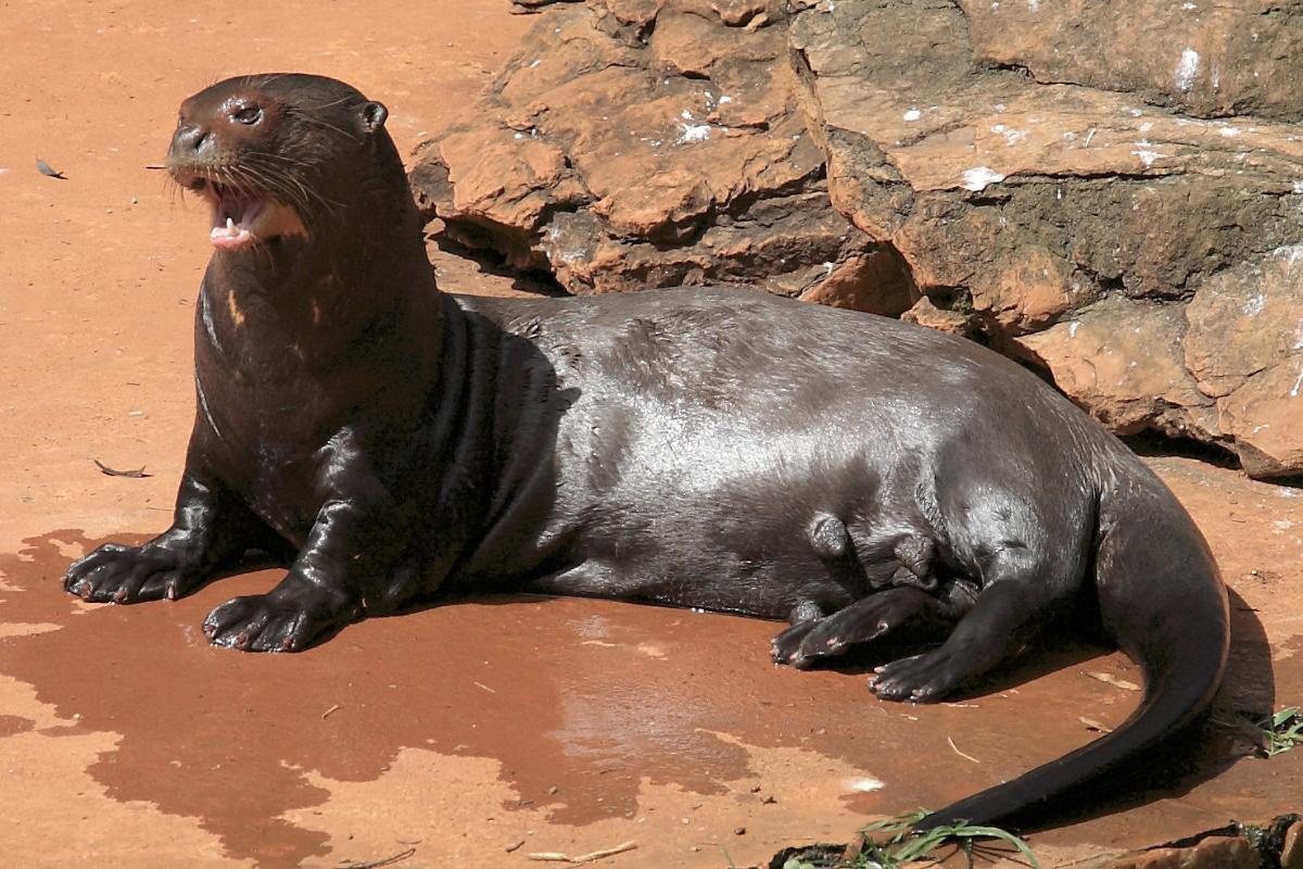 Animaux qui vivent dans l'eau et sur terre - Espèces et photos