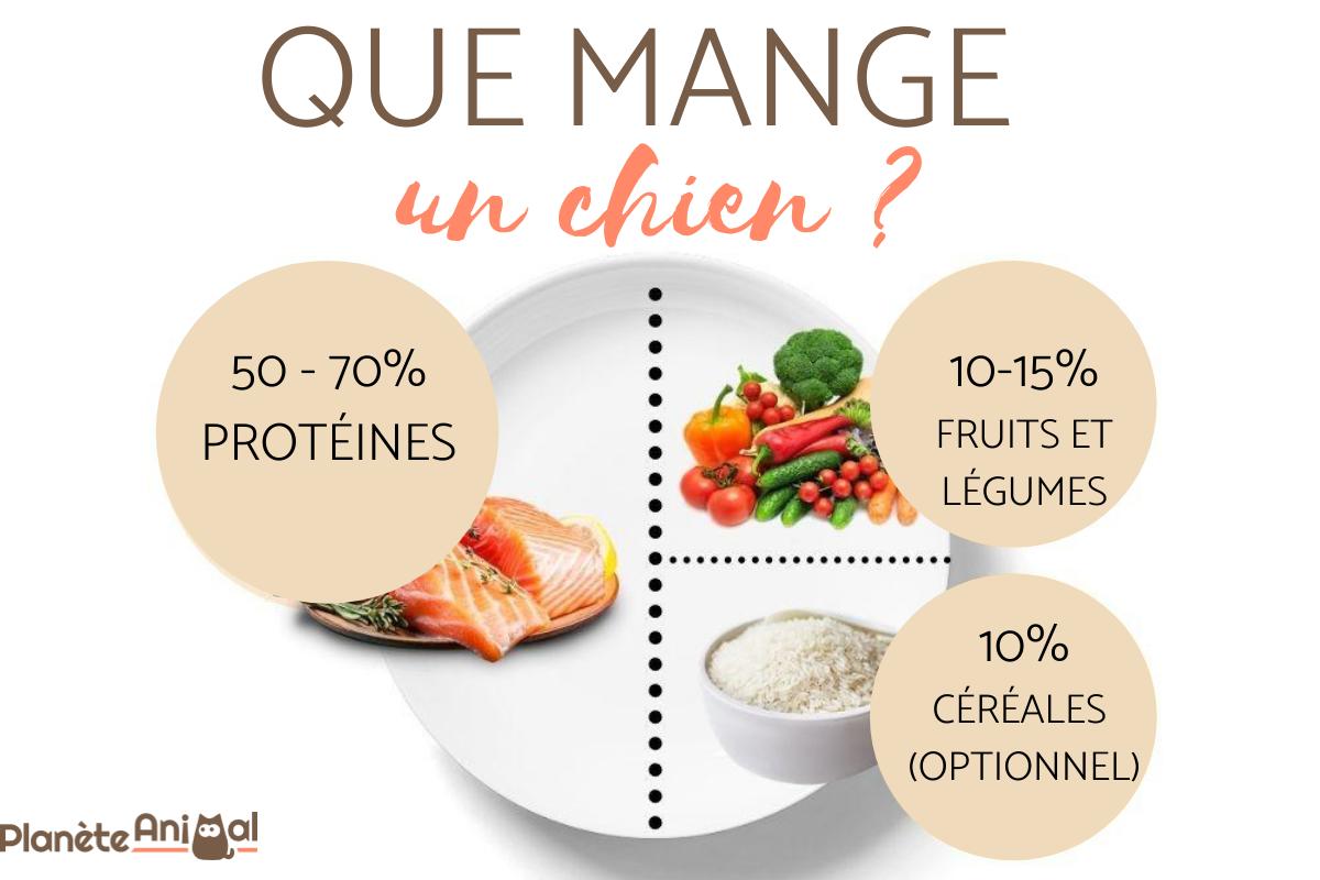 Que mange un chien - Alimentation du chien