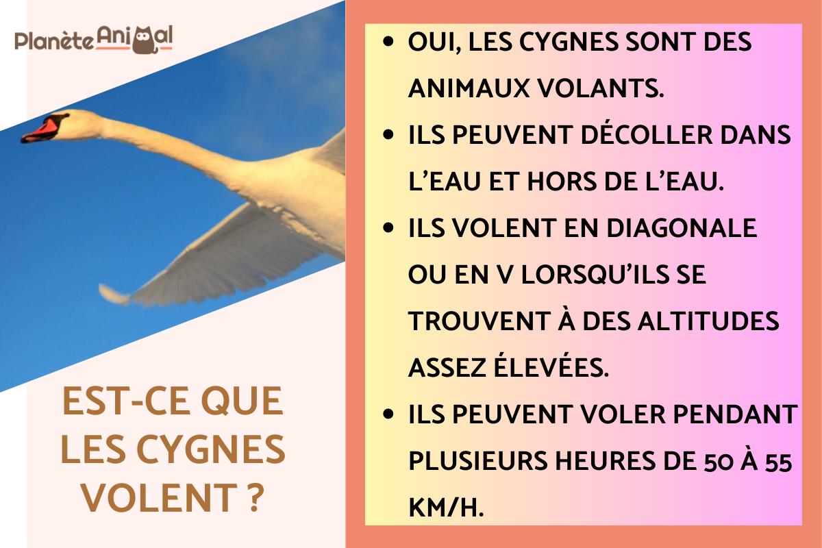 Est-ce que les cygnes volent ?