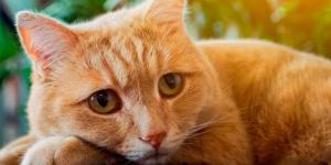 Je ne peux plus garder mon chat, que faire ?