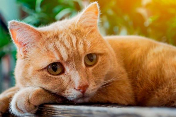 Je ne peux plus garder mon chat, que faire ?