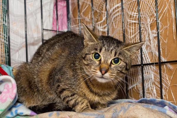 Je ne peux plus garder mon chat, que faire ? - Option 6 : chenils