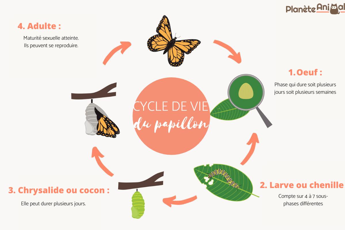 Métamorphose du PAPILLON Tout sur le CYCLE de VIE du PAPILLON — free download