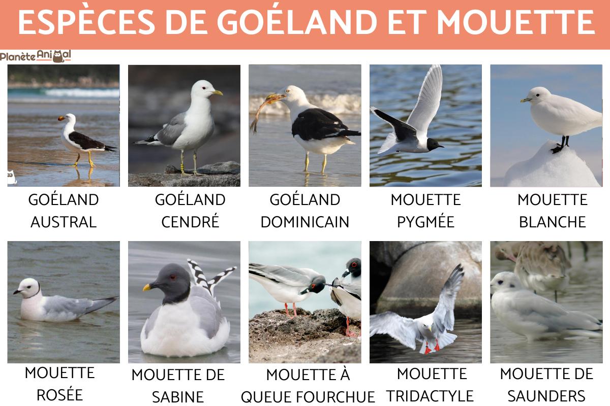 Espèces de goéland et de mouette