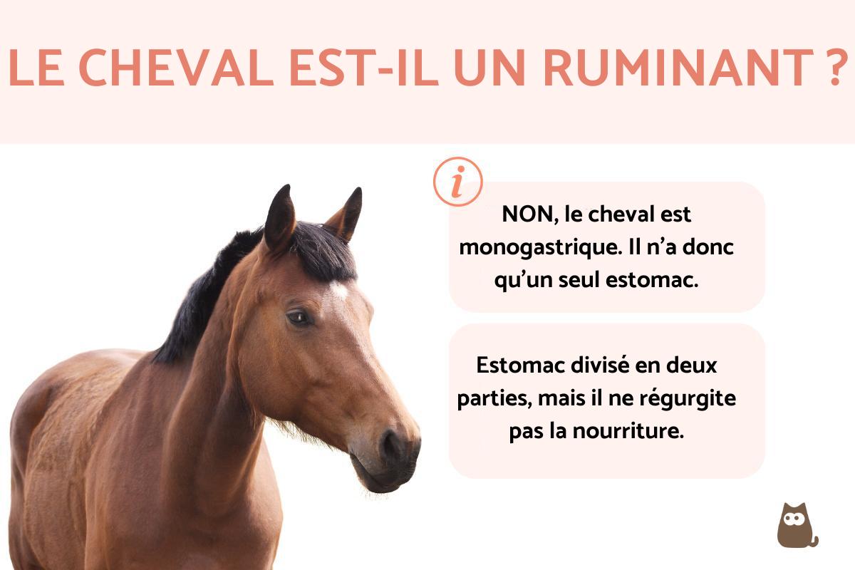 Le cheval est-il un ruminant ?