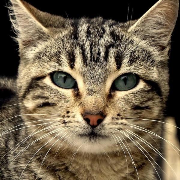 Comment les chats voient-ils ?