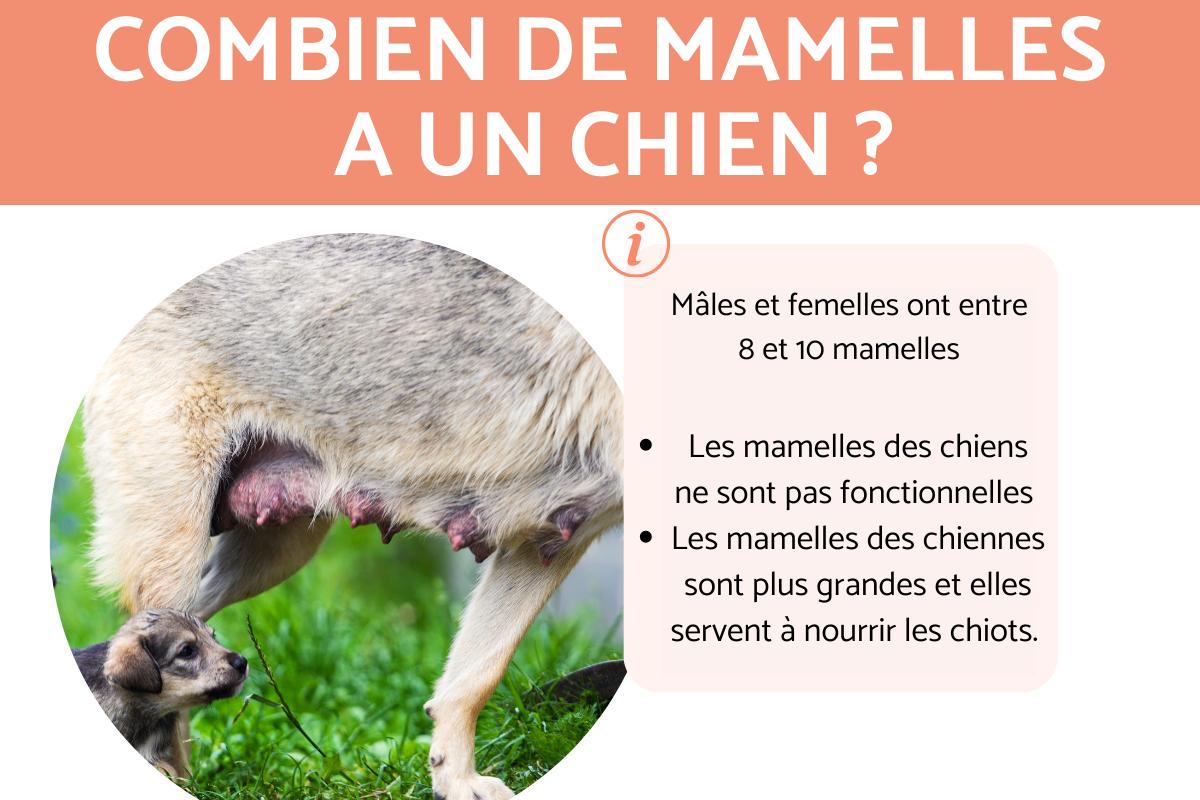 Combien de mamelles a un chien ?