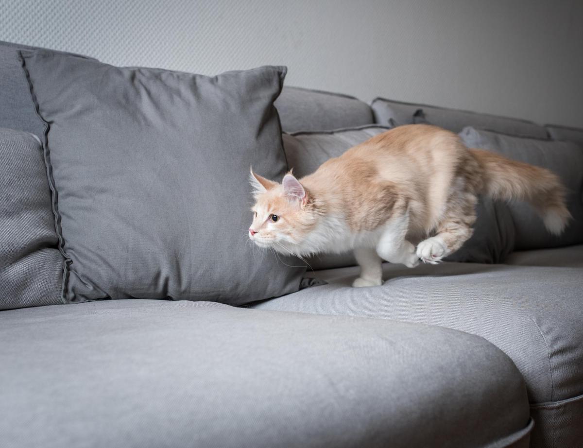 Mon chat court partout comme un fou - Causes et que faire