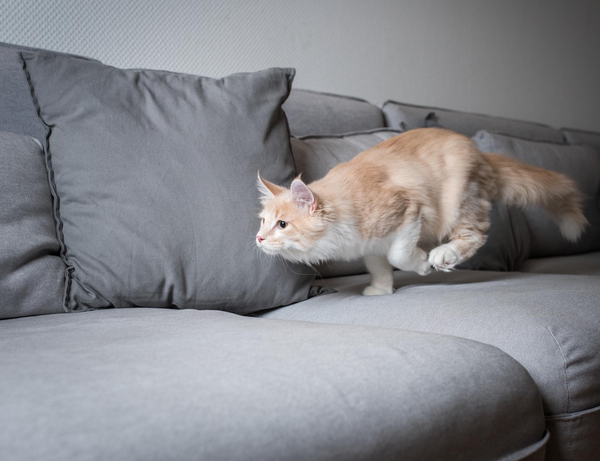 Mon chat court partout comme un fou Causes et que faire