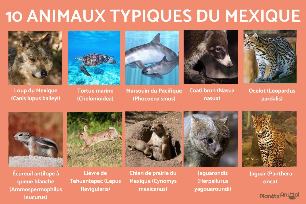 10 animaux typiques du Mexique